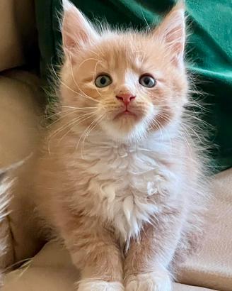 Cuccioli Maine Coon