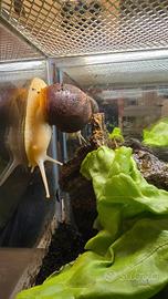 Lumaca gigante africana achatina fulica white jade