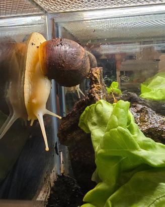Lumaca gigante africana achatina fulica white jade