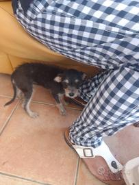 Pincher