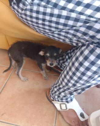 Pincher
