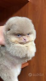 Cuccioli di Spritz di Pomerania