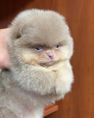 Cuccioli di Spritz di Pomerania