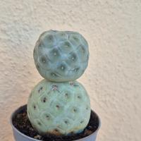 pianta grassa cactus 