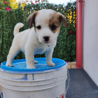 Cuccioli maschi jack Russel