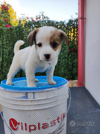 Cuccioli maschi jack Russel