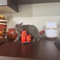 Vendita di gattini