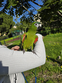 Pappagallo ara nobilis