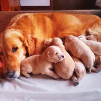 Cuccioli Golden Retriever Varese - Ultimi maschiet