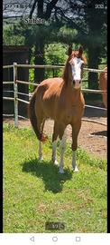 Paint horse