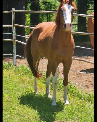Paint horse