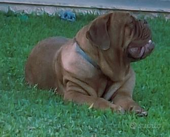 Dogue de bordeaux
