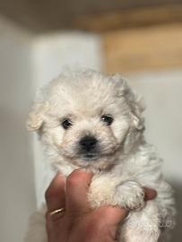 Maltipoo