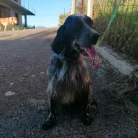 Setter Inglese