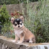 Chihuahua mini maschio pelo lungo