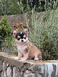 Chihuahua mini maschio pelo lungo