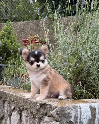 Chihuahua mini maschio pelo lungo