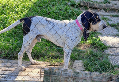 Segugio Bleau de Gascogne da Cinghiale