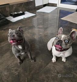 Bulldog francese