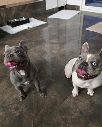 Bulldog francese