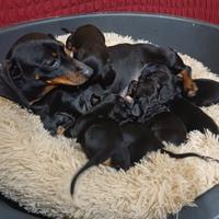 Bassotti disponibili alla prenotazione