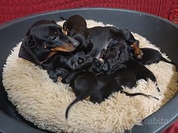 Bassotti disponibili alla prenotazione