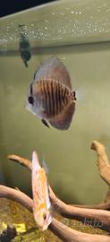 Discus