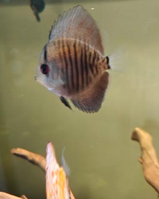 Discus
