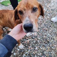 Tobia, segugio taglia media contenuta ADOZIONE