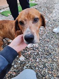 Tobia, segugio taglia media contenuta ADOZIONE