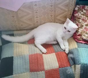 Gattino mix Siamese sano affettuoso coccolone