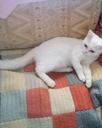 Gattino mix Siamese sano affettuoso coccolone