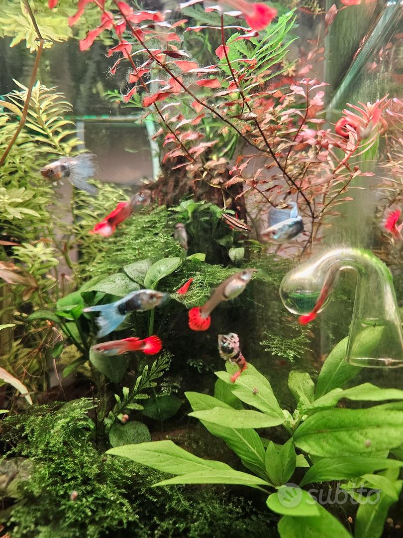 Guppy - Animali In vendita a Roma