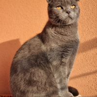 Accoppiamento scotish