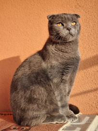 Accoppiamento scotish