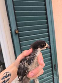 Pulcinotti marans x grünlegger