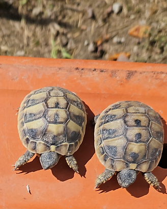 Tartarughine