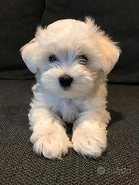 Maltese toy