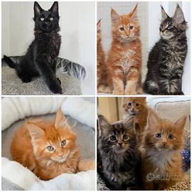 Cuccioli di Maine coon con Pedigree