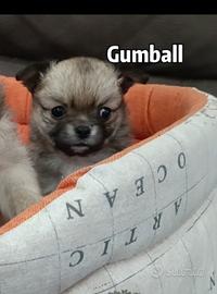 maschietti chihuahua 
