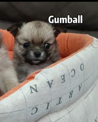 maschietti chihuahua 