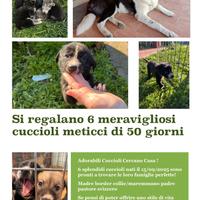 6 adorabili cuccioli di 60 giorni