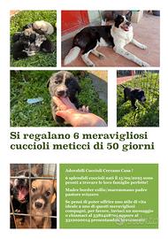 6 adorabili cuccioli di 60 giorni