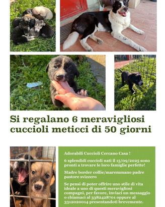 6 adorabili cuccioli di 60 giorni