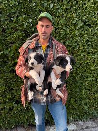 Cuccioli di Border Collie (maschietti)