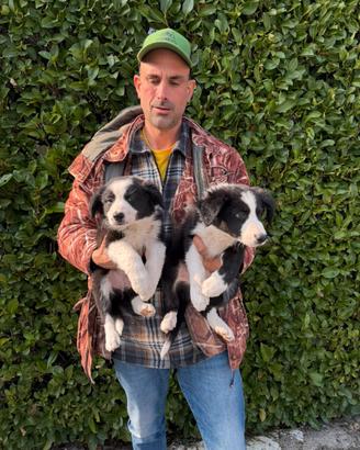 Cuccioli di Border Collie