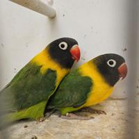 Inseparabili personata