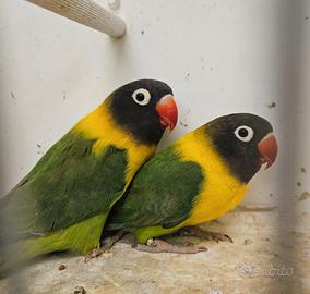 Inseparabili personata