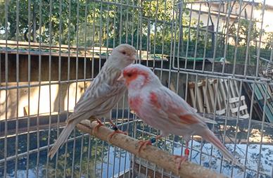 Canarini satine'