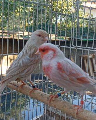 Canarini satine'
